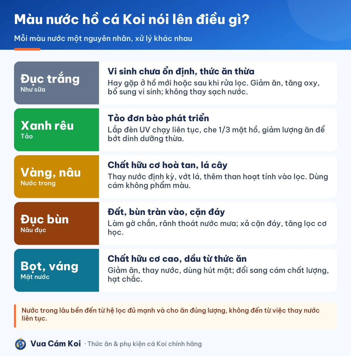 Nguyên nhân nước hồ cá Koi bị đục và cách xử lý