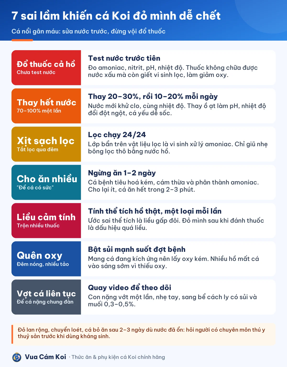 Infographic 7 sai lầm khiến cá Koi đỏ mình, nổi gân máu chết nhanh hơn và cách làm đúng