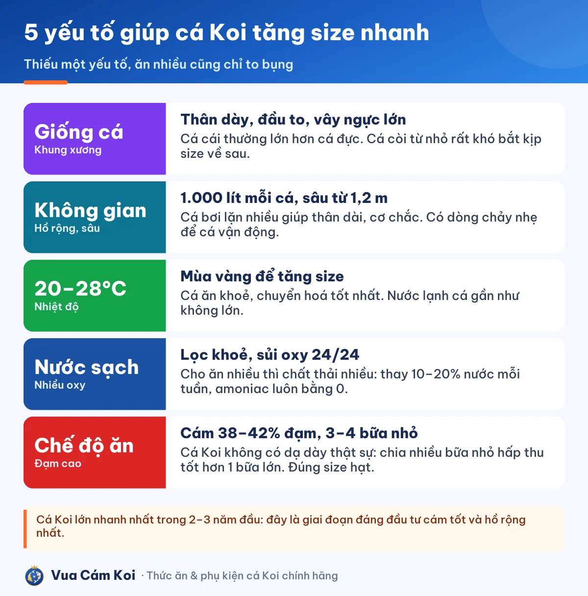 Các yếu tố giúp cá Koi tăng size nhanh: thức ăn, nhiệt độ, nước, không gian