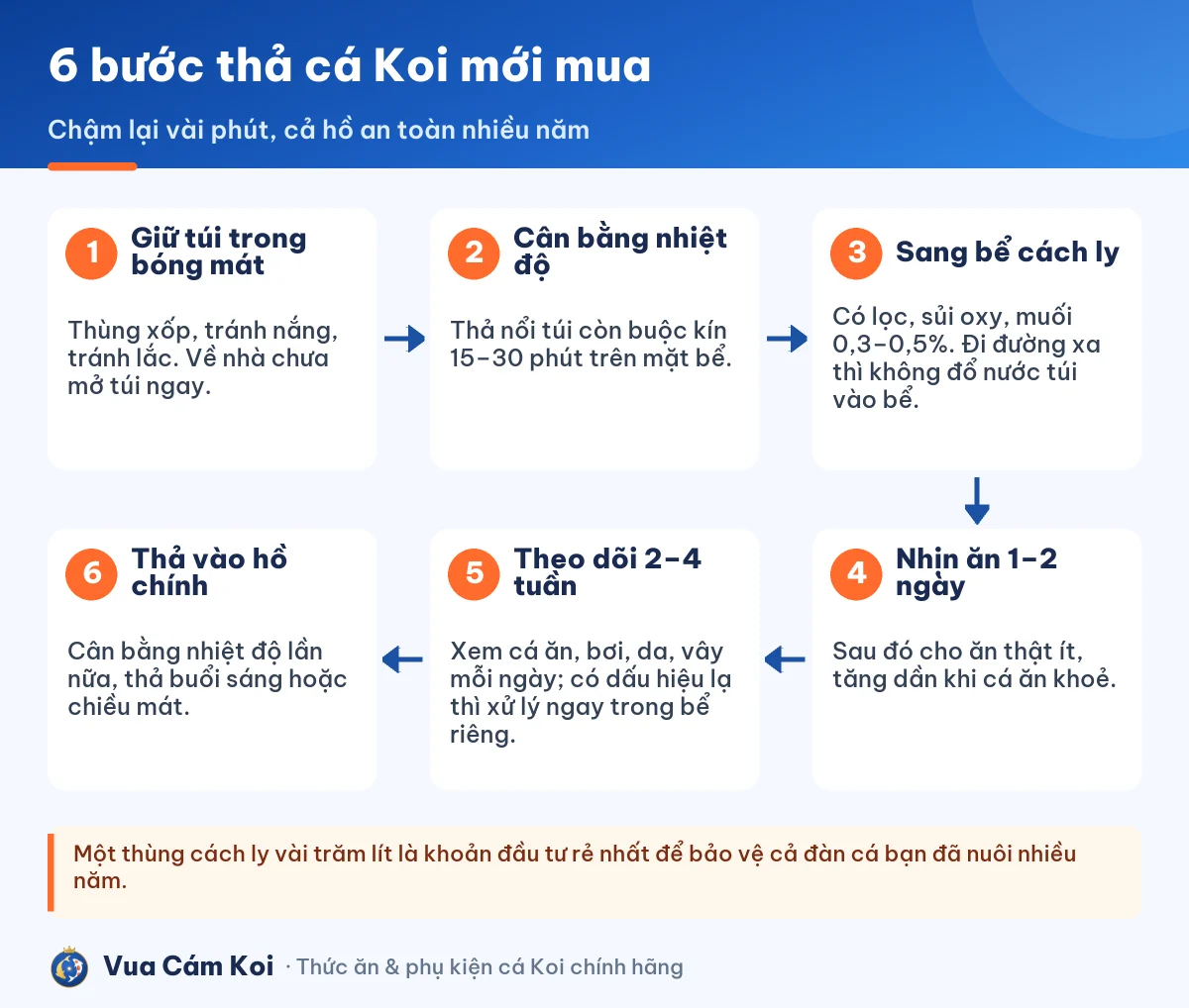 Các bước thả cá Koi sau khi vận chuyển về nhà