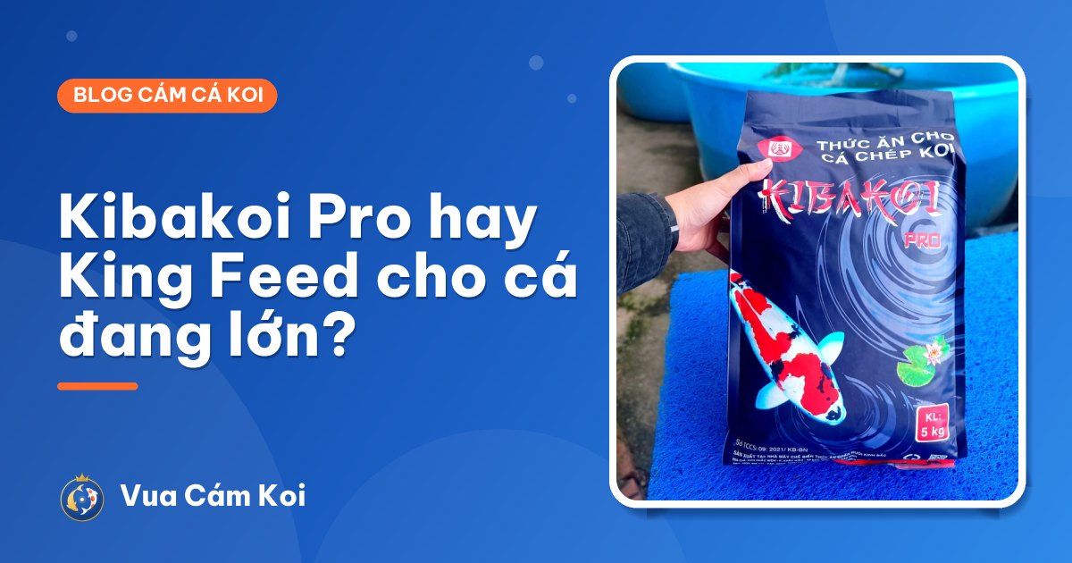 Kibakoi Pro hay King Feed: cám nào hợp cá Koi đang lớn?