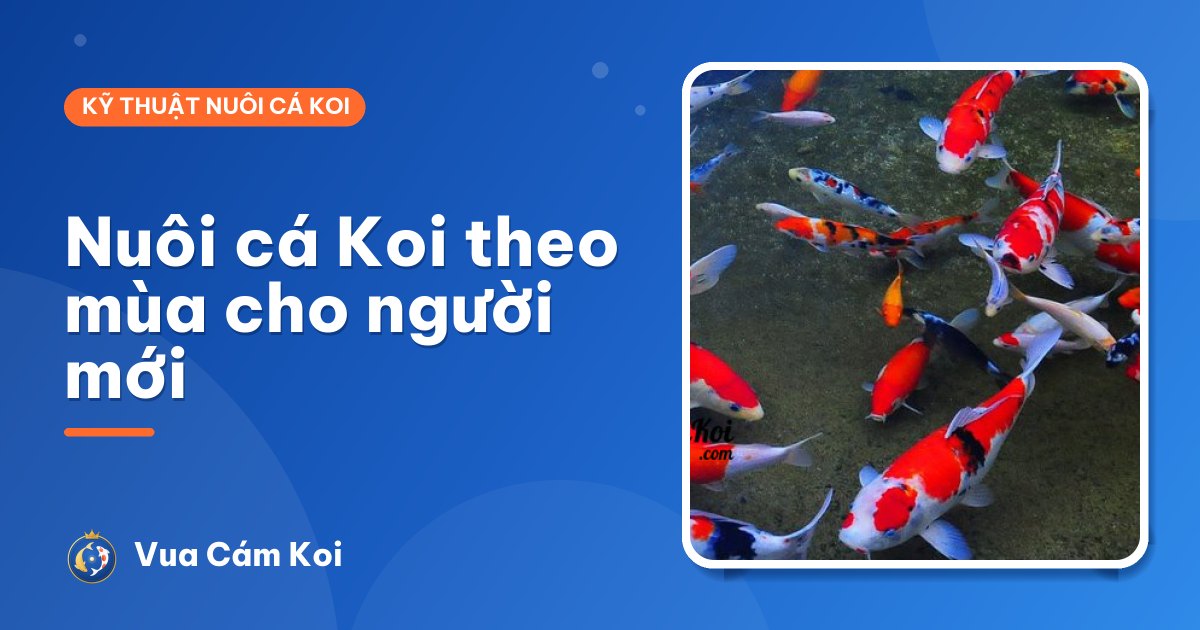 Kỹ thuật nuôi cá Koi theo mùa cho người mới bắt đầu
