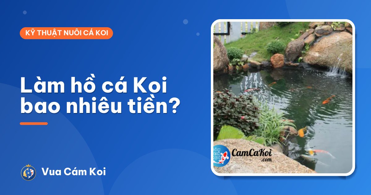 Làm hồ cá Koi bao nhiêu tiền? Chi phí xây hồ và nuôi hằng tháng