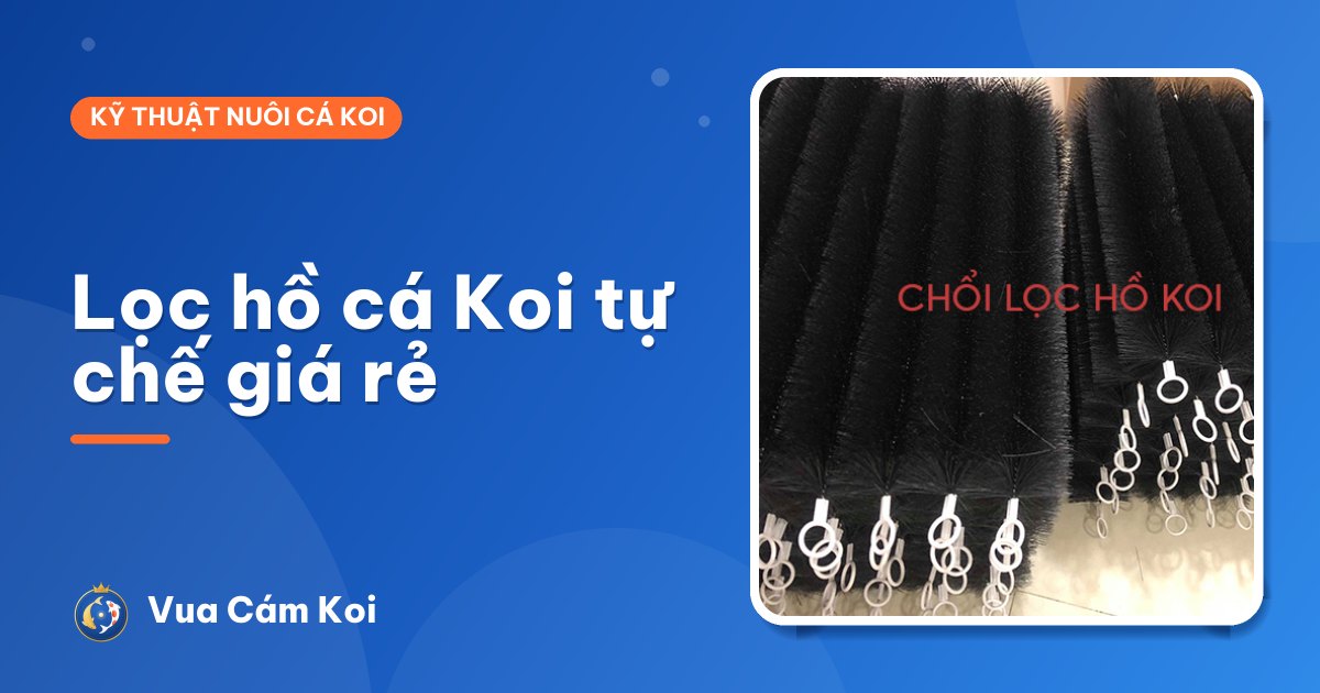 Lọc hồ cá Koi tự chế giá rẻ: làm từ thùng nhựa, thùng phuy