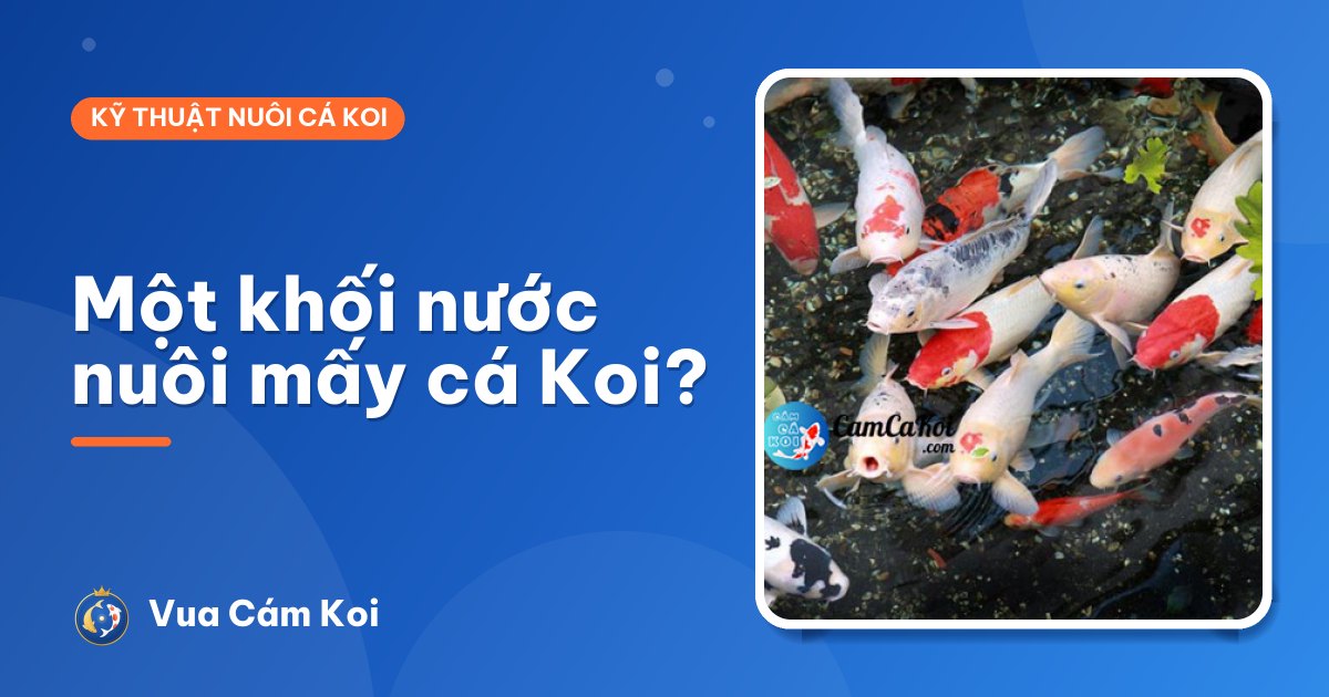 Mật độ nuôi cá Koi: một khối nước nuôi được mấy con?