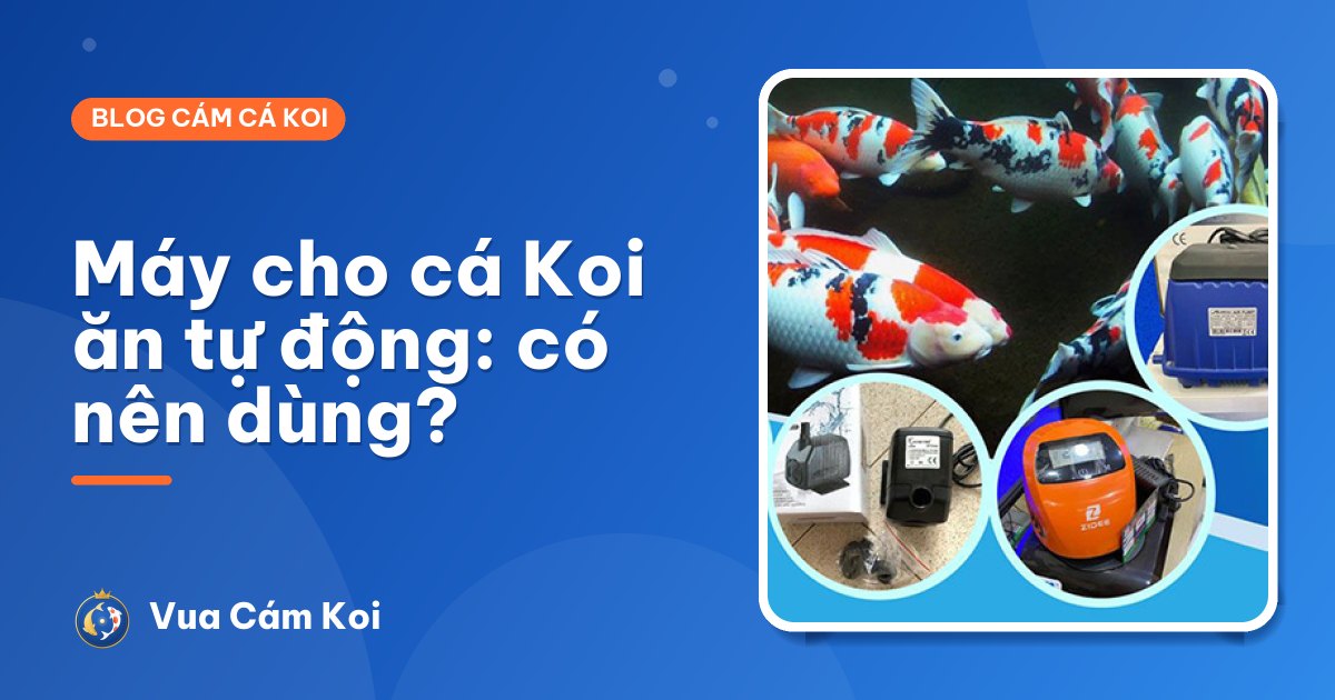 Máy cho cá Koi ăn tự động: có nên dùng, chọn loại nào?