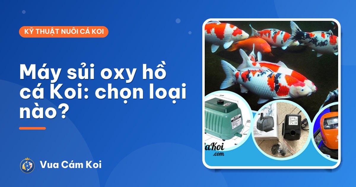 Máy sủi oxy hồ cá Koi: có cần không, chọn loại nào?