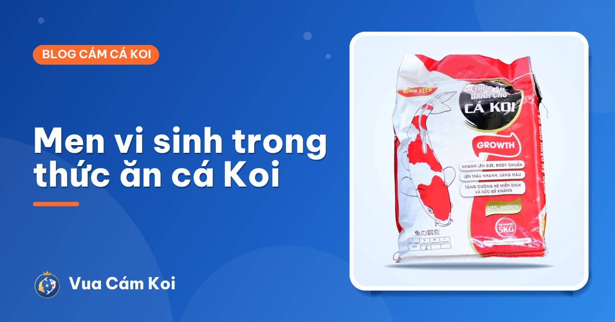 Men vi sinh trong thức ăn cá Koi: giúp tiêu hoá, giảm bẩn nước thế nào?