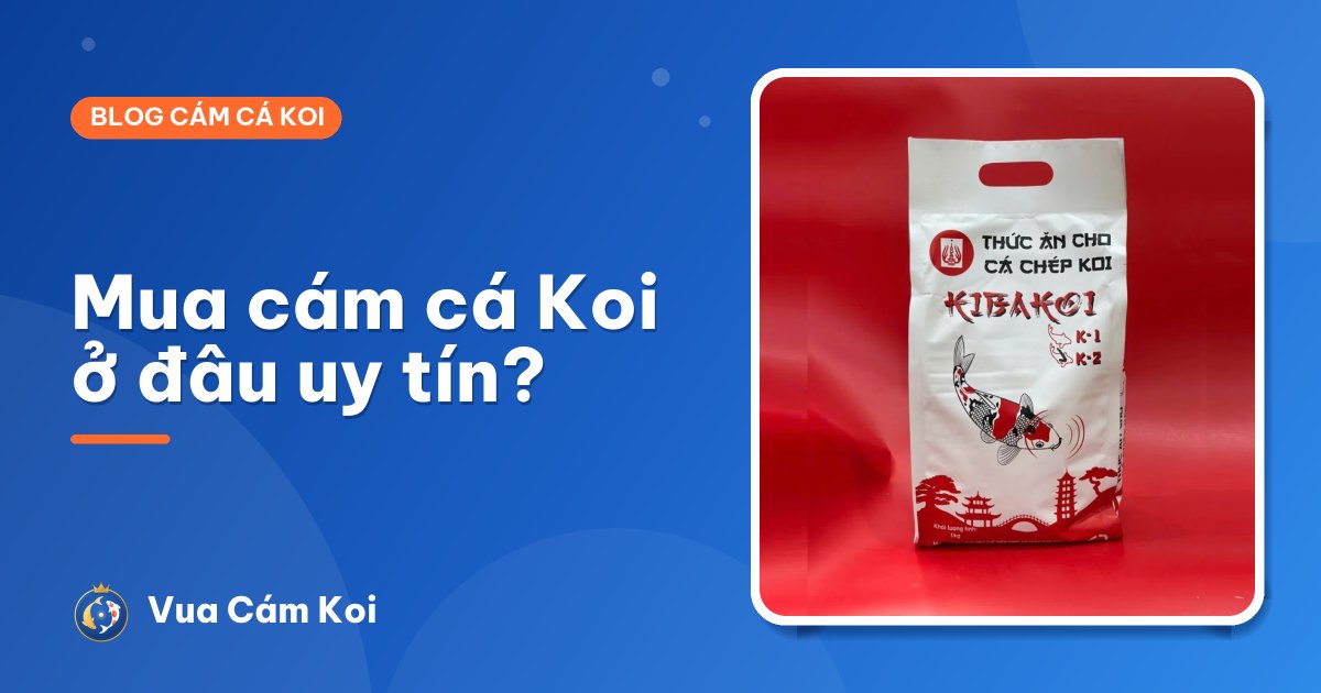 Mua cám cá Koi ở đâu uy tín? Kinh nghiệm mua online giao toàn quốc