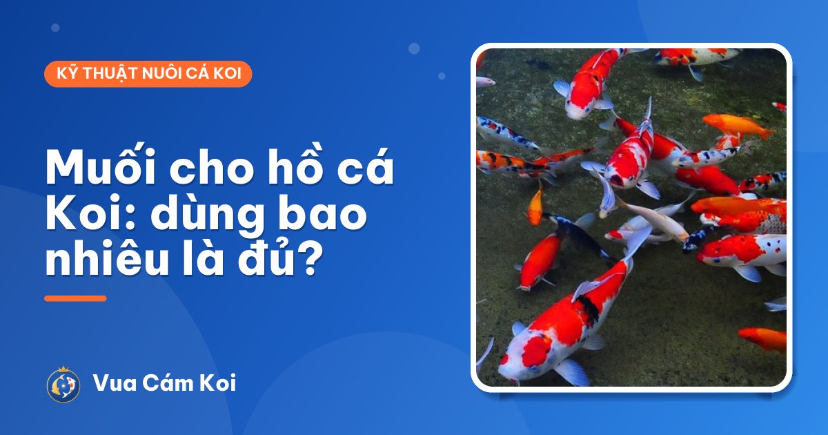 Muối cho hồ cá Koi: dùng khi nào, bao nhiêu là đủ, cách tính chính xác