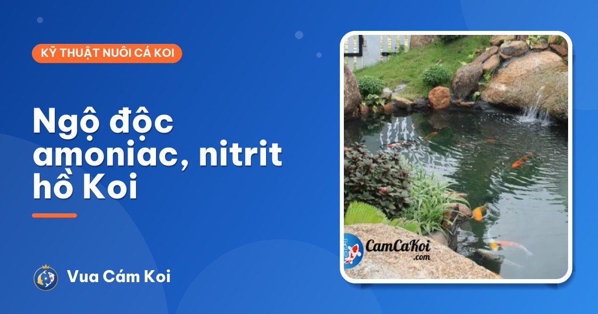 Ngộ độc amoniac, nitrit trong hồ cá Koi: dấu hiệu và cách cứu