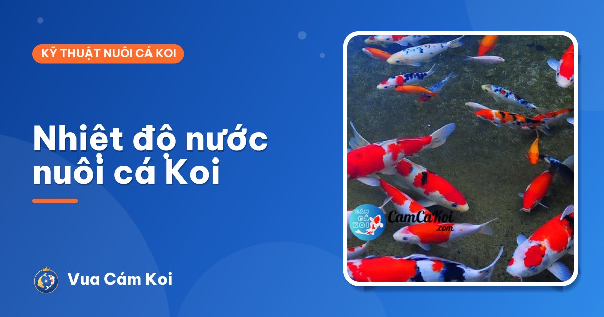 Nhiệt độ nước nuôi cá Koi: mức lý tưởng và cách giữ ổn định