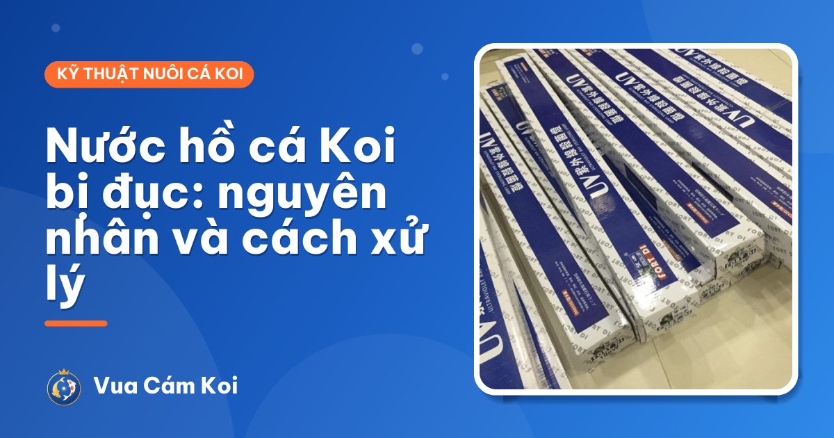 Nước hồ cá Koi bị đục: nguyên nhân và cách xử lý dứt điểm