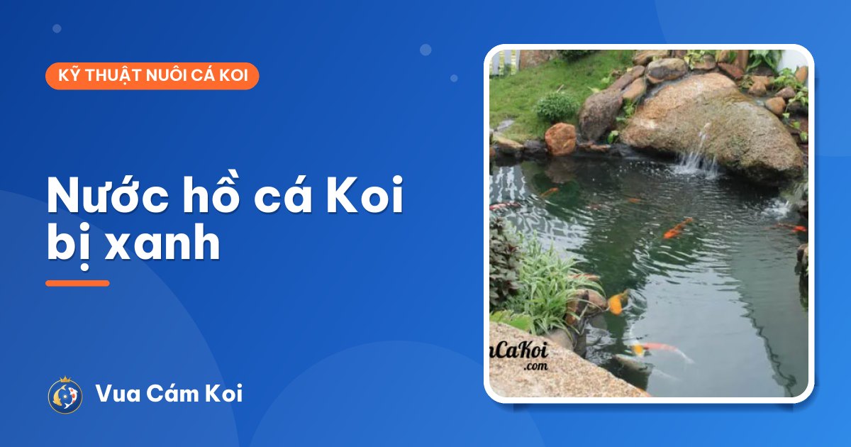 Nước hồ cá Koi bị xanh như nước rau: nguyên nhân và cách làm trong