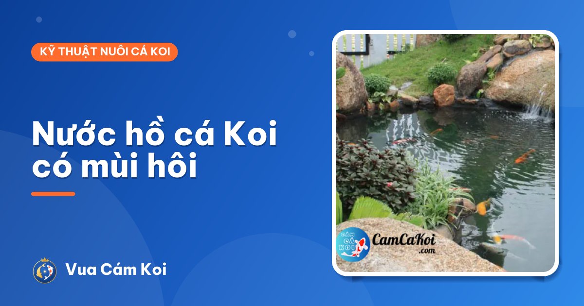 Nước hồ cá Koi có mùi hôi: tìm nguồn và xử lý dứt điểm