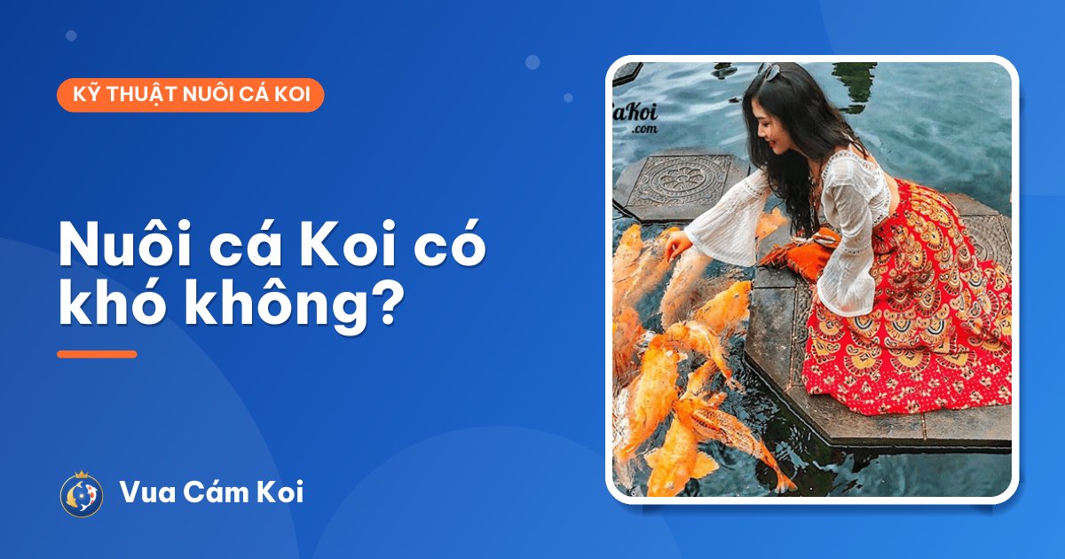 Nuôi cá Koi có khó không? 10 câu người mới hay hỏi nhất