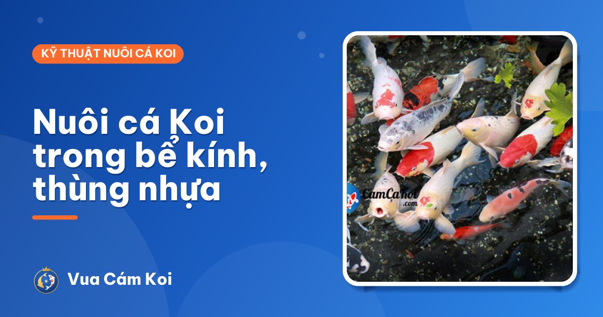 Nuôi cá Koi trong bể kính, thùng nhựa: được không, làm sao cho đúng?