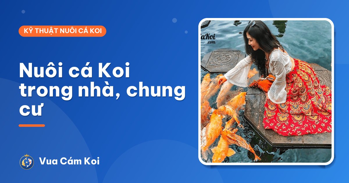 Nuôi cá Koi trong nhà, chung cư: ánh sáng, tiếng ồn, độ ẩm