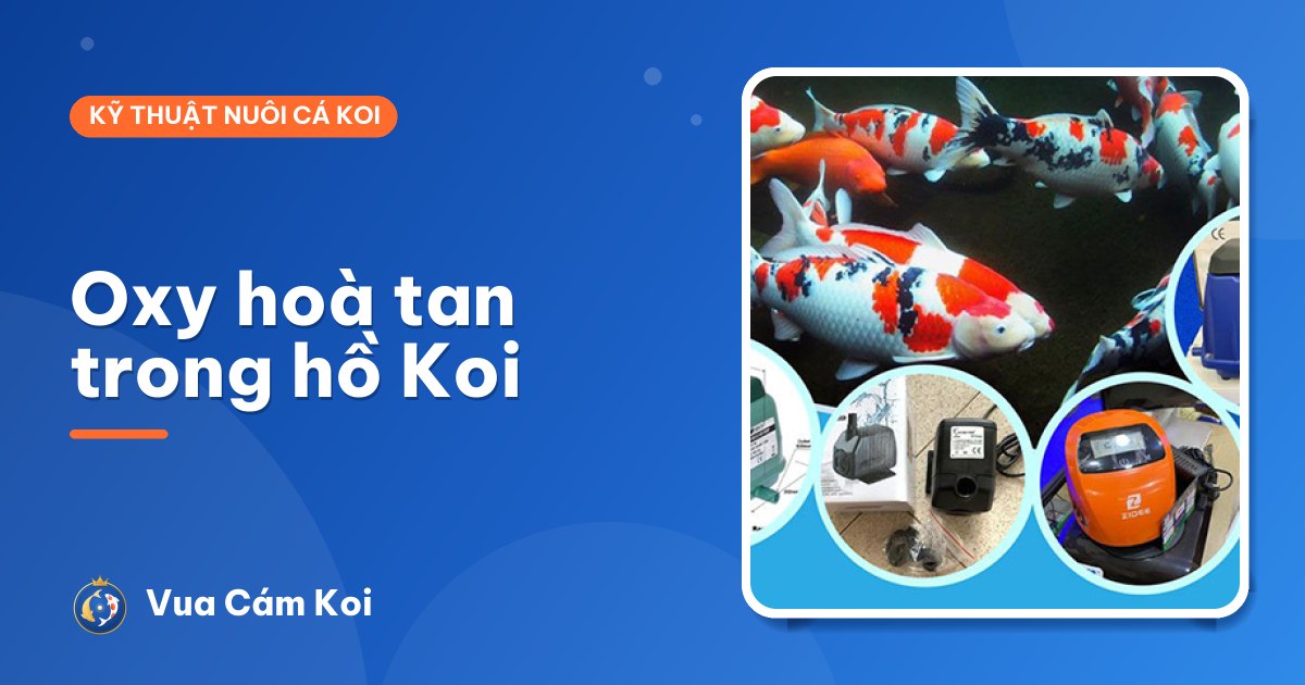 Oxy hoà tan trong hồ cá Koi: bao nhiêu là đủ, tăng bằng cách nào?