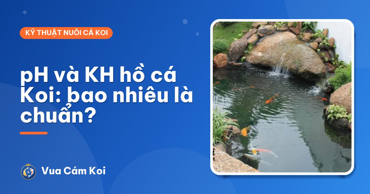 pH và KH hồ cá Koi: bao nhiêu là chuẩn, tăng giảm thế nào cho an toàn?