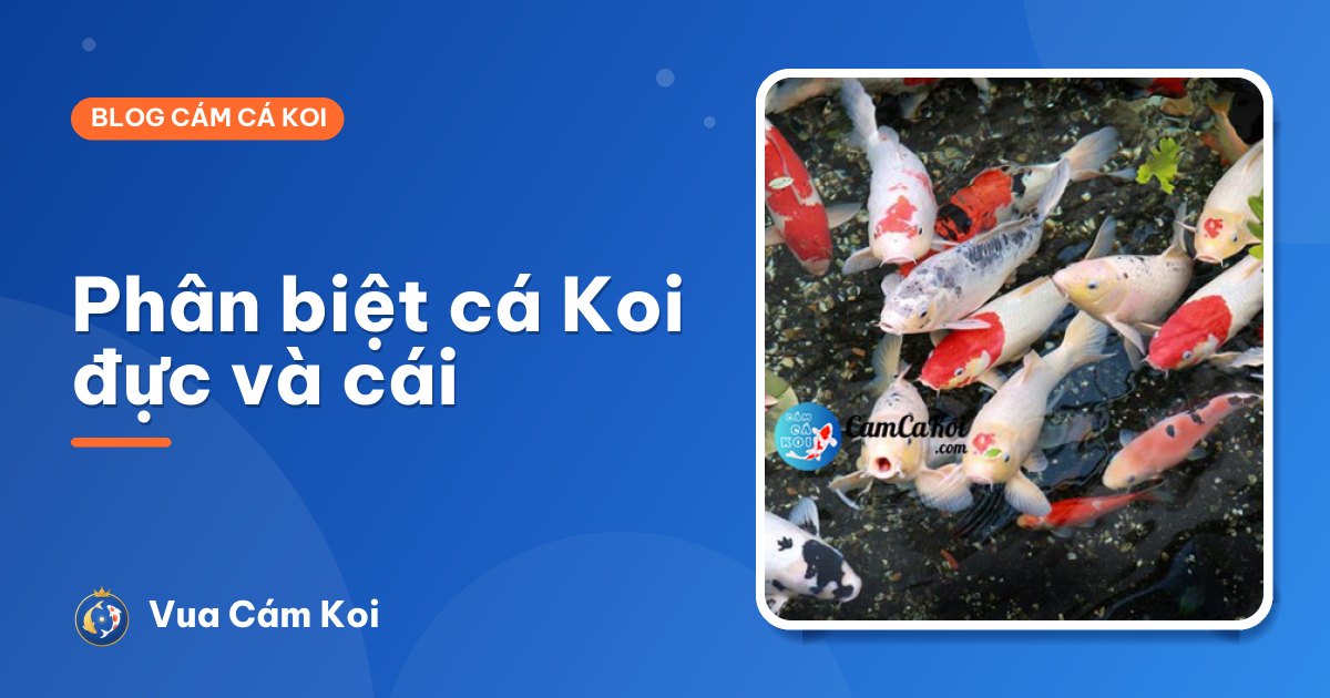 Cách phân biệt cá Koi đực và cái chính xác