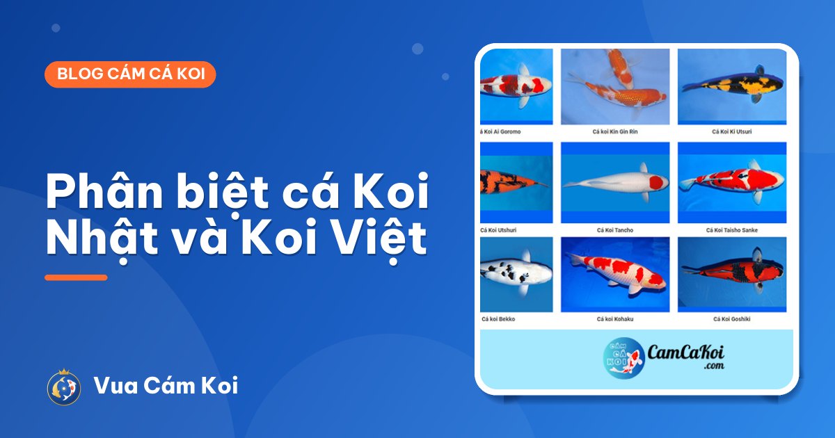 Phân biệt cá Koi Nhật và Koi Việt: nhìn vào đâu cho đúng?