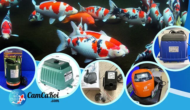Máy sủi oxy, máy bơm và đèn UV – các thiết bị cơ bản của hồ cá Koi
