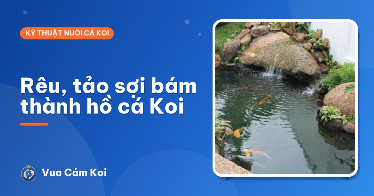 Rêu, tảo sợi bám thành hồ cá Koi: có hại không, xử lý thế nào?