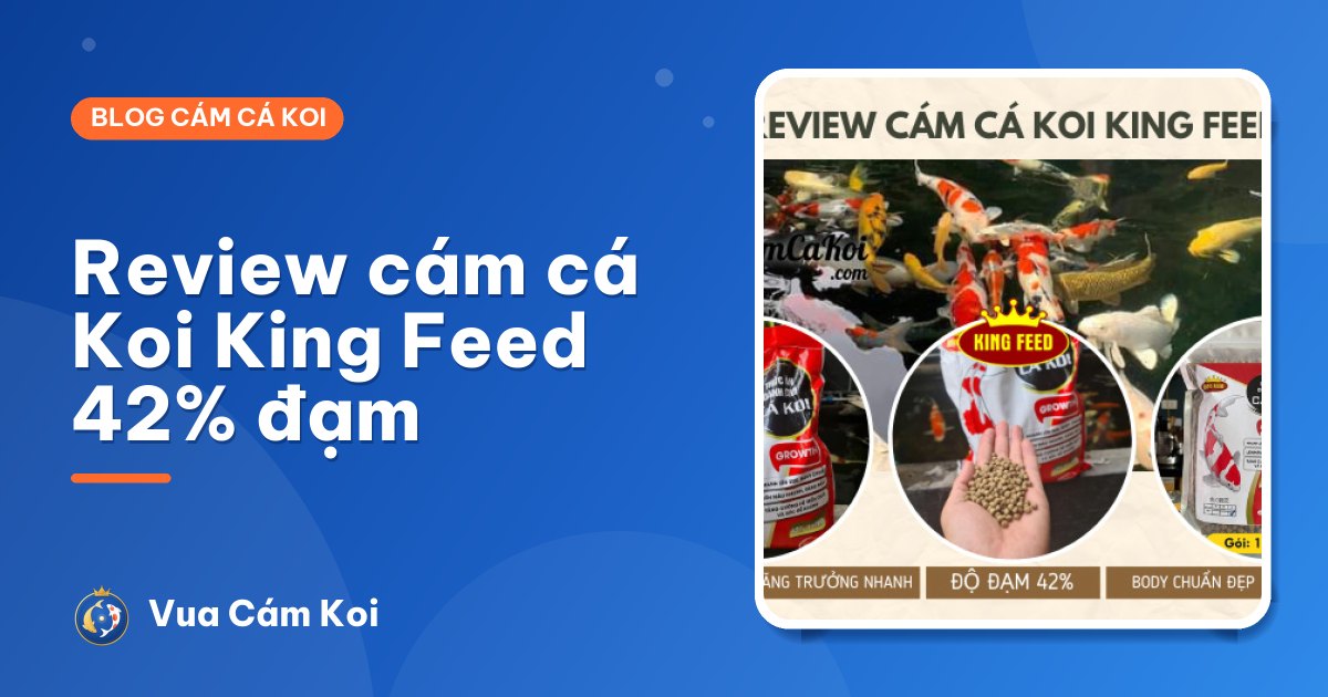 Review cám cá Koi King Feed 42% đạm: có tốt không, giá bao nhiêu?