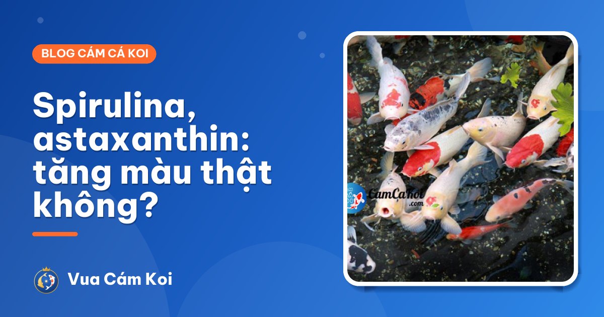 Spirulina và astaxanthin trong cám cá Koi: tác dụng thật đến đâu?