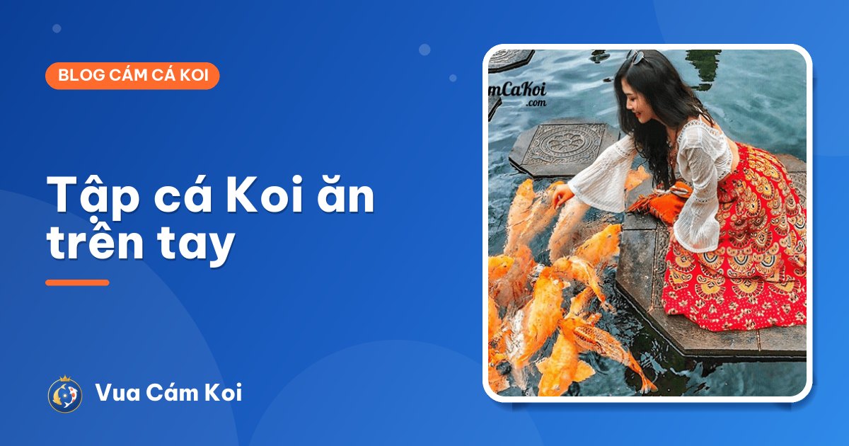 Cách tập cá Koi ăn trên tay: từng bước đơn giản