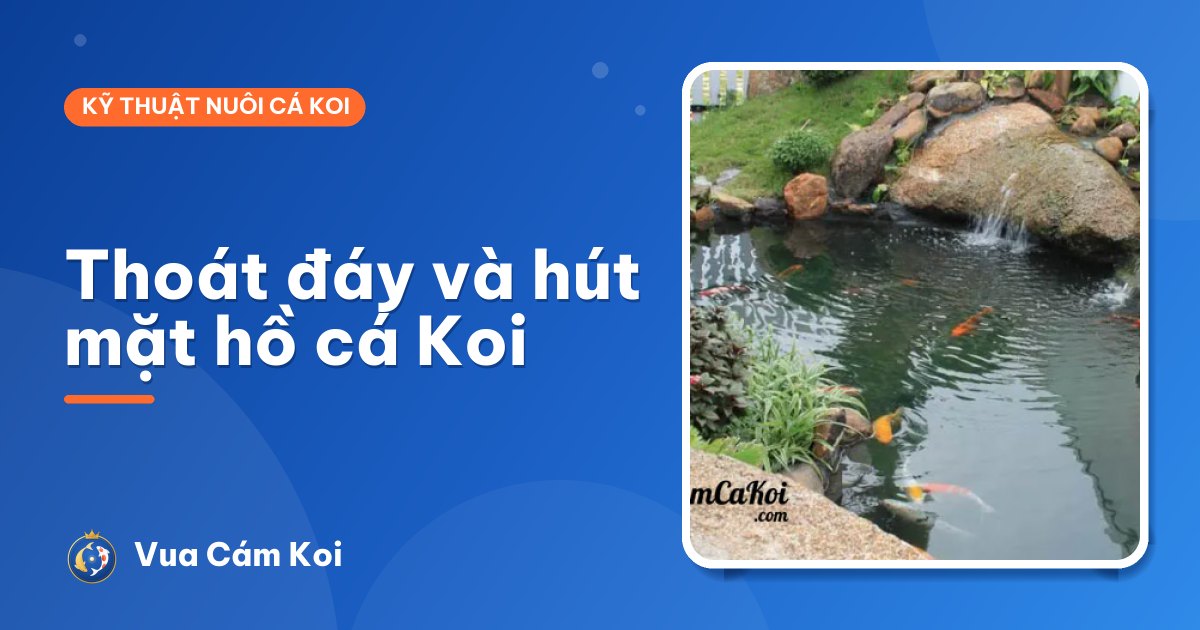 Thoát đáy và hút mặt hồ cá Koi: vì sao hồ đẹp đều phải có?