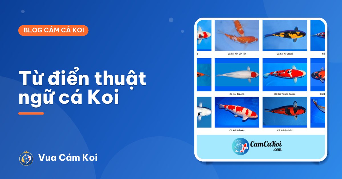 Từ điển thuật ngữ cá Koi: hiểu đúng những từ dân chơi hay dùng