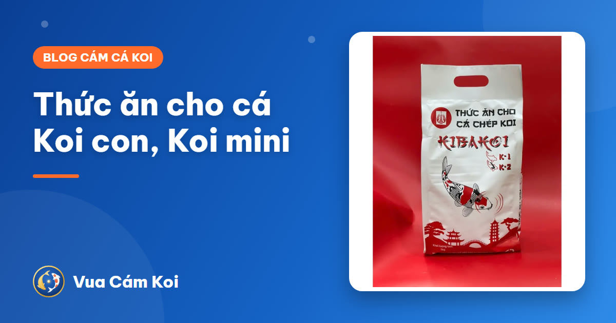 Thức ăn cho cá Koi con, cá Koi mini: chọn hạt và cho ăn thế nào?