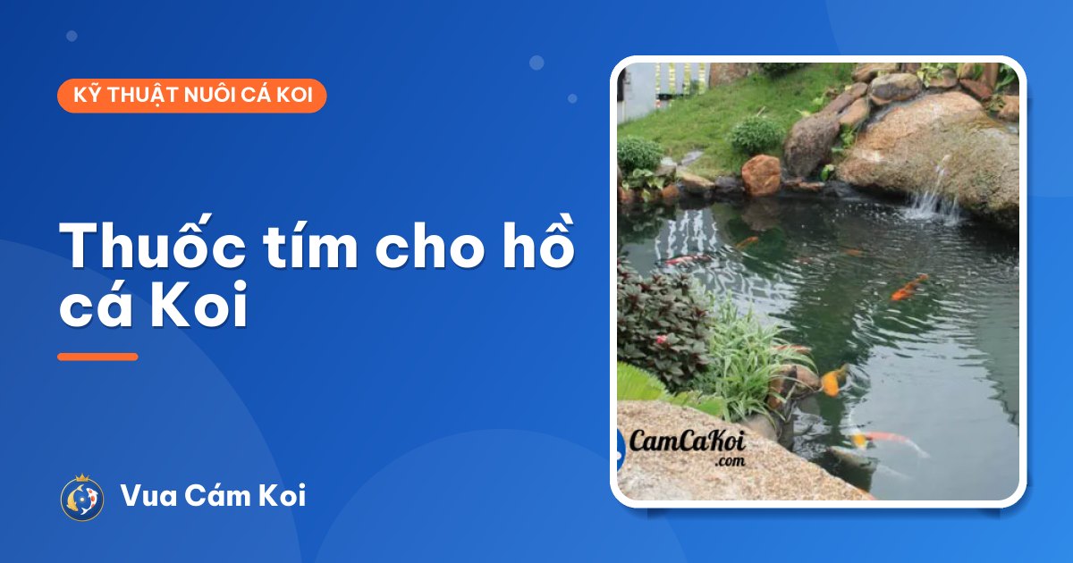 Thuốc tím cho hồ cá Koi: dùng khi nào, dùng sao cho an toàn