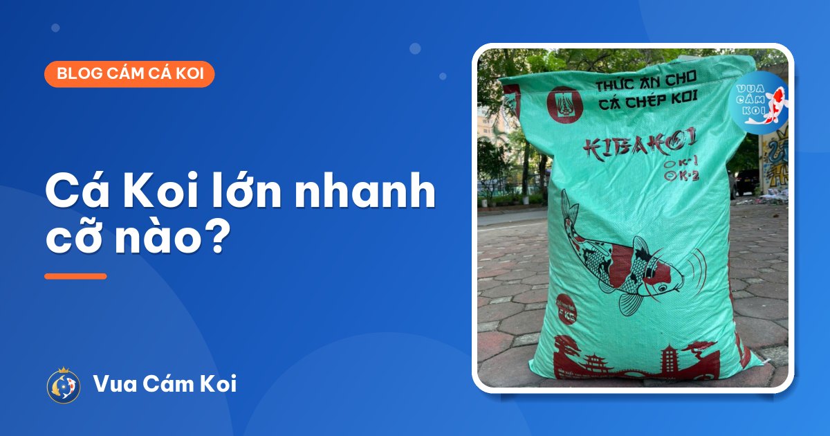 Cá Koi lớn nhanh cỡ nào? Kích thước tham khảo theo tuổi