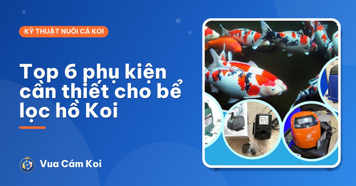 Top 6 phụ kiện cần thiết cho bể lọc hồ cá Koi