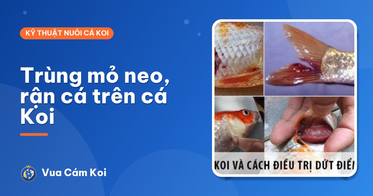 Trùng mỏ neo, rận cá trên cá Koi: nhận biết và diệt tận gốc