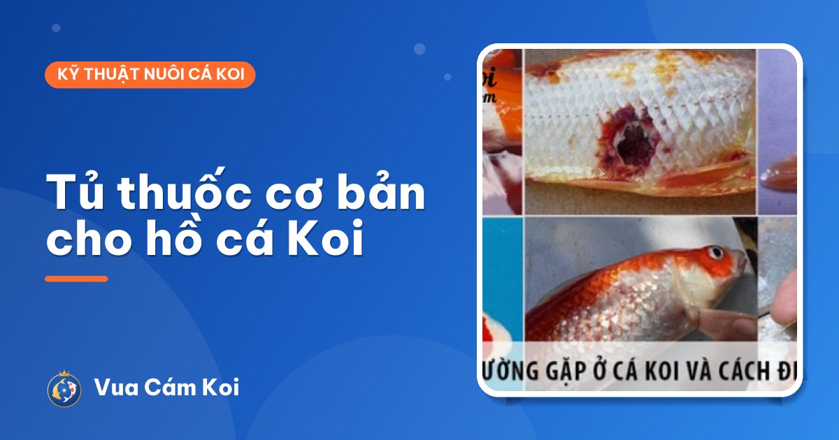 Tủ thuốc cơ bản cho hồ cá Koi: nên có sẵn những gì?