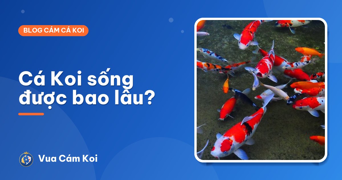 Tuổi thọ cá Koi: sống được bao lâu và làm sao để cá sống lâu?