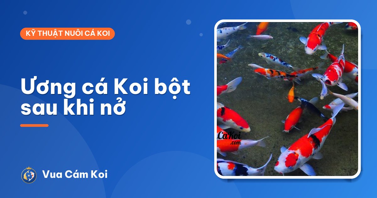 Ương cá Koi bột sau khi nở: cho ăn gì, chăm thế nào?