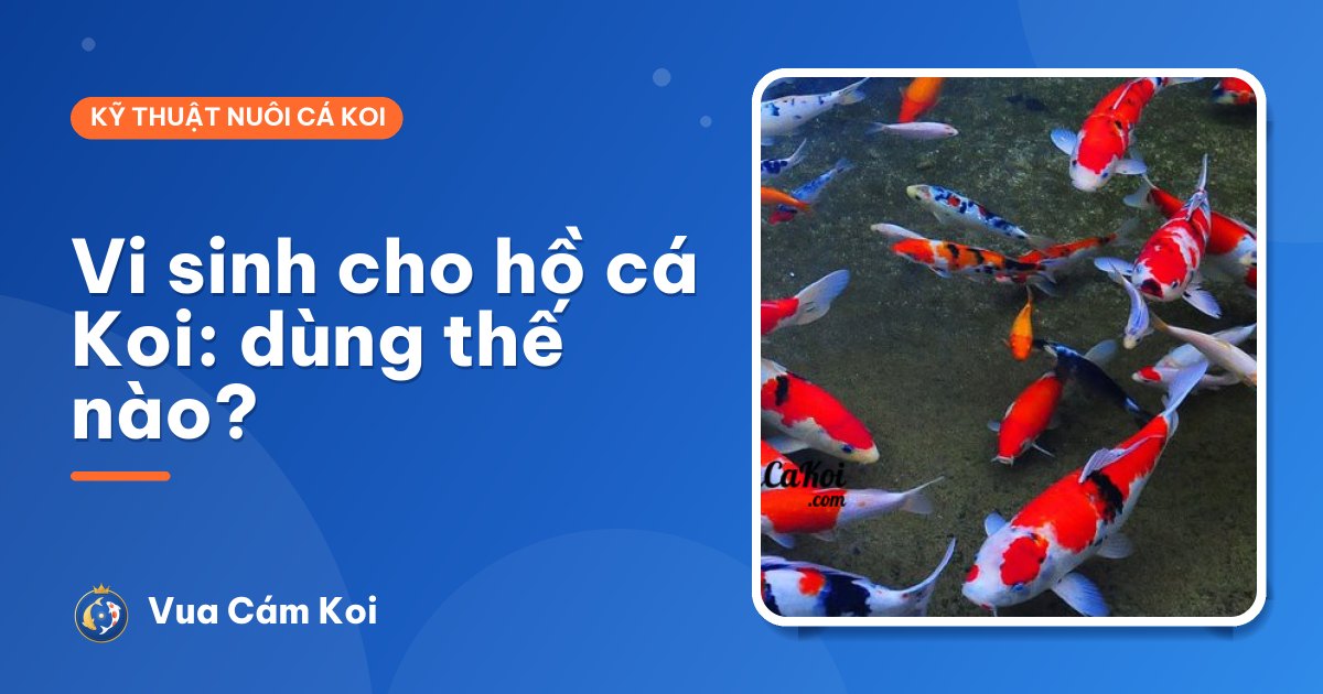Vi sinh cho hồ cá Koi: dùng khi nào, loại nào, bao nhiêu là đủ?