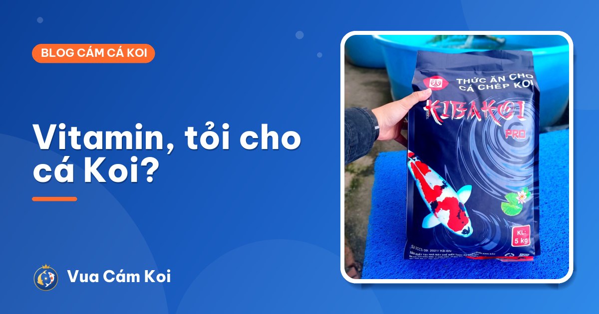 Vitamin, tỏi cho cá Koi: có cần bổ sung không?