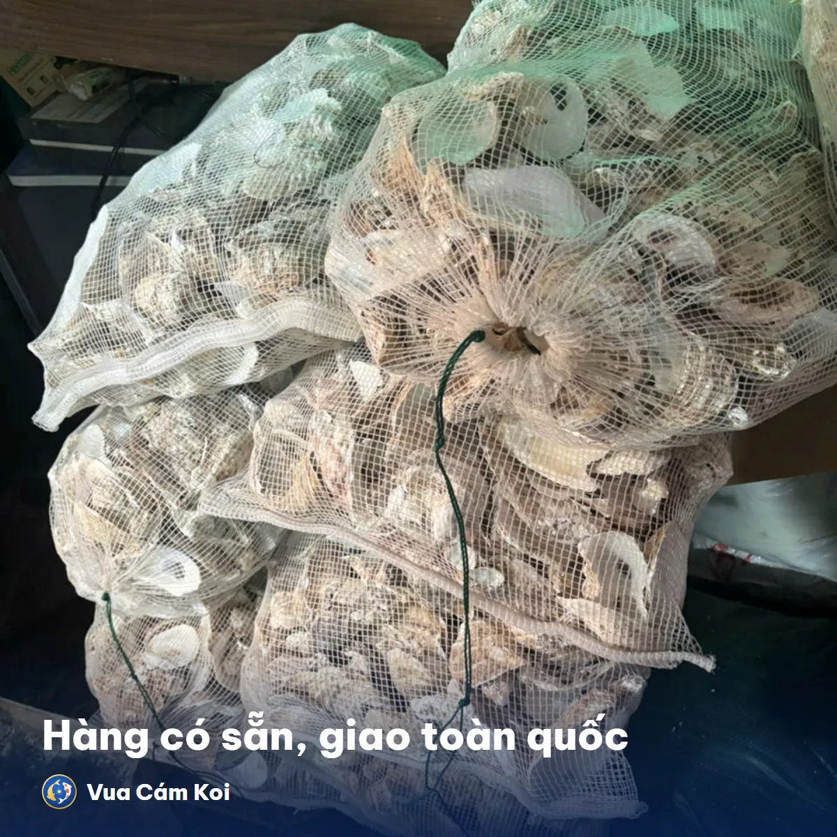 [5Kg] Vỏ hàu ion lọc hồ cá Koi – Giữ pH ổn định, nuôi vi sinh - ảnh 4