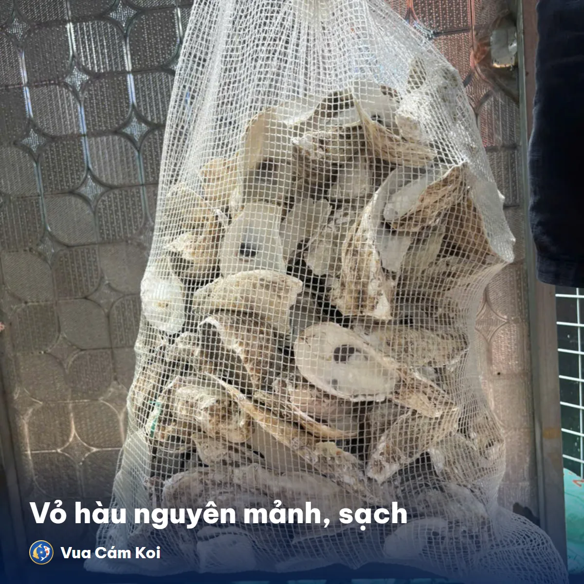 [5Kg] Vỏ hàu ion lọc hồ cá Koi – Giữ pH ổn định, nuôi vi sinh - ảnh 3